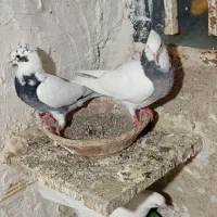 خال شاپر|پرنده|سیوان, |دیوار