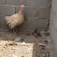 بوقلمون مادر + ۱۲ جوجه شاخدار