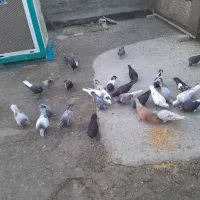 کبوتر رنگه و آلمانی حدودا ۲۵عدد،دانه ۲۰۰تومن|پرنده|شاندیز, |دیوار