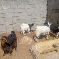 کهره چاق