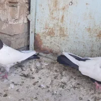 دوتا ماده سینه ای|پرنده|شوشتر, |دیوار