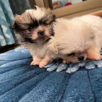 شیتزو پکینیز|سگ|اسلام‌شهر, شهرک واوان|دیوار