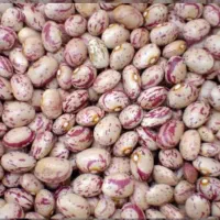 فروش لوبیا چیتی تُنی