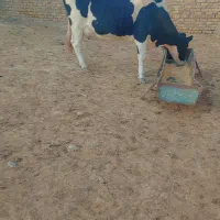 گاو ۳ساله|حیوانات مزرعه|رضویه, |دیوار