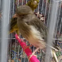 قناری  نر ماده