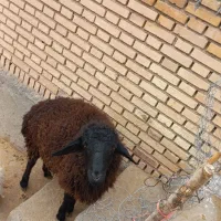 یک عدد بره افشار به فروش میرسد