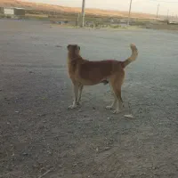 سگ گله|سگ|بیجار, |دیوار