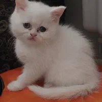 بچه گربه نژاد دار|گربه|کرمان, |دیوار