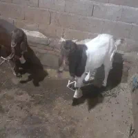 بز عراقی اصل|حیوانات مزرعه|اهر, |دیوار