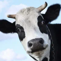 دو گاو با دو گوساله دو ماهه