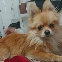 سگ گمشده|حیوانات|سبزوار, قلعهنو دهزار|دیوار