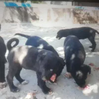 فروش توله سگ|سگ|شیراز, سهل‌آباد|دیوار