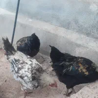 ۶ عدد کلشیر سرحال جوان به فروش میرسد|حیوانات مزرعه|قلعه شاهین, |دیوار