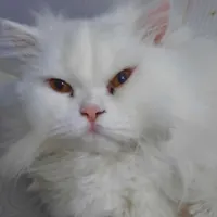 گربه پرشین