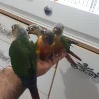 گیرینچیک و ردچیک|پرنده|فردیس, نگارستان|دیوار