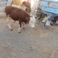 گوساله‌نر