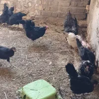 فروش مرغ و خروس محلی از چند نژاد