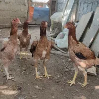 مرغ خروس لاری