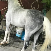 اسب نریان فوق العاده