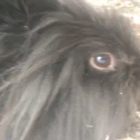 خرگوش لوپ|موش و خرگوش|نجف‌آباد, یزدانشهر|دیوار