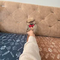 واگذاری پامرانین خرسی