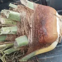 برش و قطع نخل به صورت حرفه ای|خدمات باغبانی و درختکاری|شیراز, شهرک ترکان|دیوار