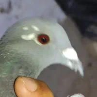 کبوتر ماده مگس