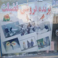 خرید وفروش کبوترهمه رقم