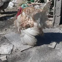 فروش‌بو‌قلمون‌نر‌‌‌