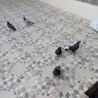 کفتر