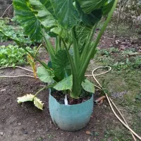 گل بابا آدم|گل و گیاه طبیعی|شیرگاه, |دیوار