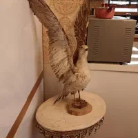 تزئینی پرنده مرغ دریایی فوق العاده شیک