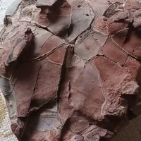 فسیل لاک‌پشت تک و بزرگ