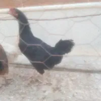 مجسمه مرغ سیاه کرچ هم است