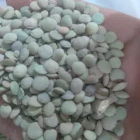 عدس|خوردنی و آشامیدنی|بزینه رود, |دیوار