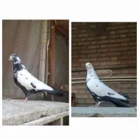 کفتر زغالی دوتا نر