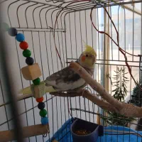 عروس هلندی نر مست و آماده برا جفت شدن