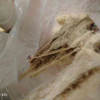 گل پام پاس|گل مصنوعی|شیراز, بریجستون|دیوار