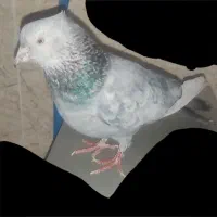 کفتر سینه سبز