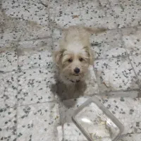 توله سگ شیتزو ۴ ماهه نر