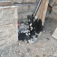 مرغ