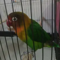 کوتوله برزیلی|پرنده|فولادشهر, مسکن مهر فولادشهر|دیوار