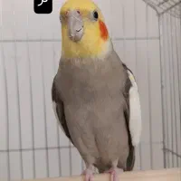 عروس هلندی گمشده **