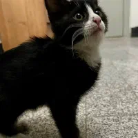 واگذاری بچه‌گربه‌ رایگان|گربه|مشهد, زیبا شهر|دیوار