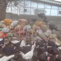 کود بوقلمون