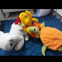 عروسکهاسالم ونوهمشون فقط۵۰هزارتومان