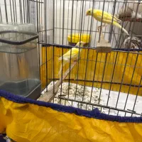 قناری نر ماده