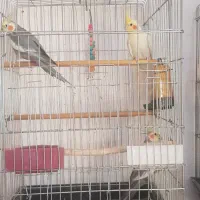 عروس هلندی|پرنده|دهلران, |دیوار