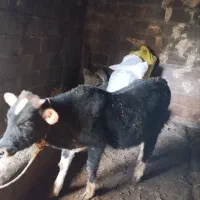 فروش گوسالا|حیوانات مزرعه|نوشهر, |دیوار