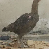 مرغ خروس لاری